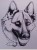 portrait berger allemand