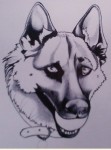 portrait berger allemand