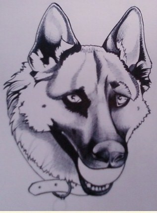 portrait berger allemand